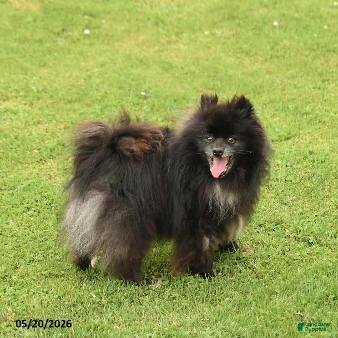 Pomeranian dogs for sale: Pepper - Ad 1