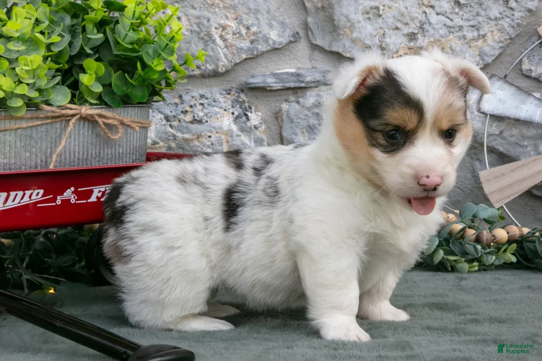 Welsh Corgi Pembroke dogs for sale: Isla - Ad 2