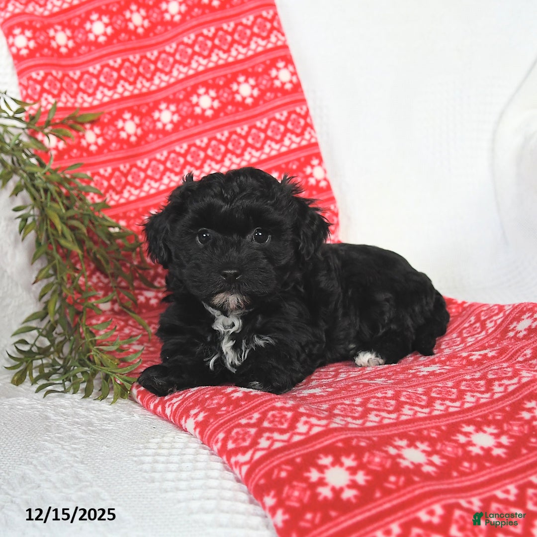 Mixed Breed dogs for sale: Murphy - Ad 3