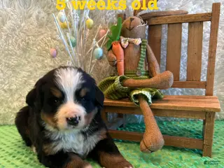 Bernese Mountain Dog dogs Dublin - Ad 6