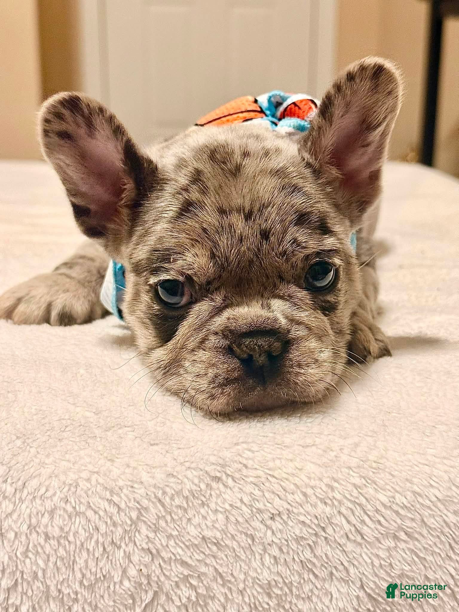 French Bulldog dogs 2 - Blue Merle Male - Ad 3