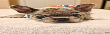 2 - Blue Merle Male