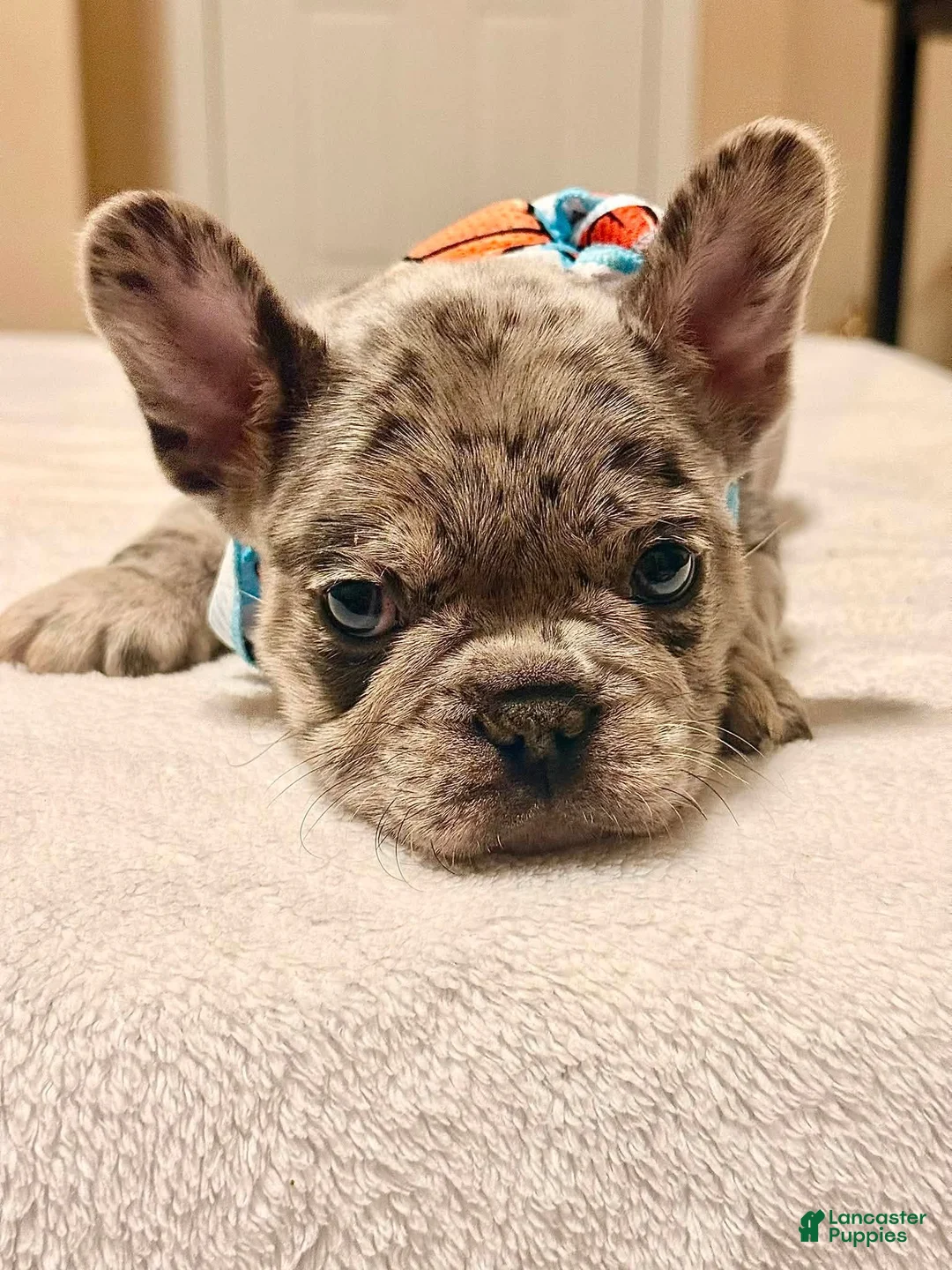 French Bulldog dogs for sale: 2 - Blue Merle Male - Ad 1