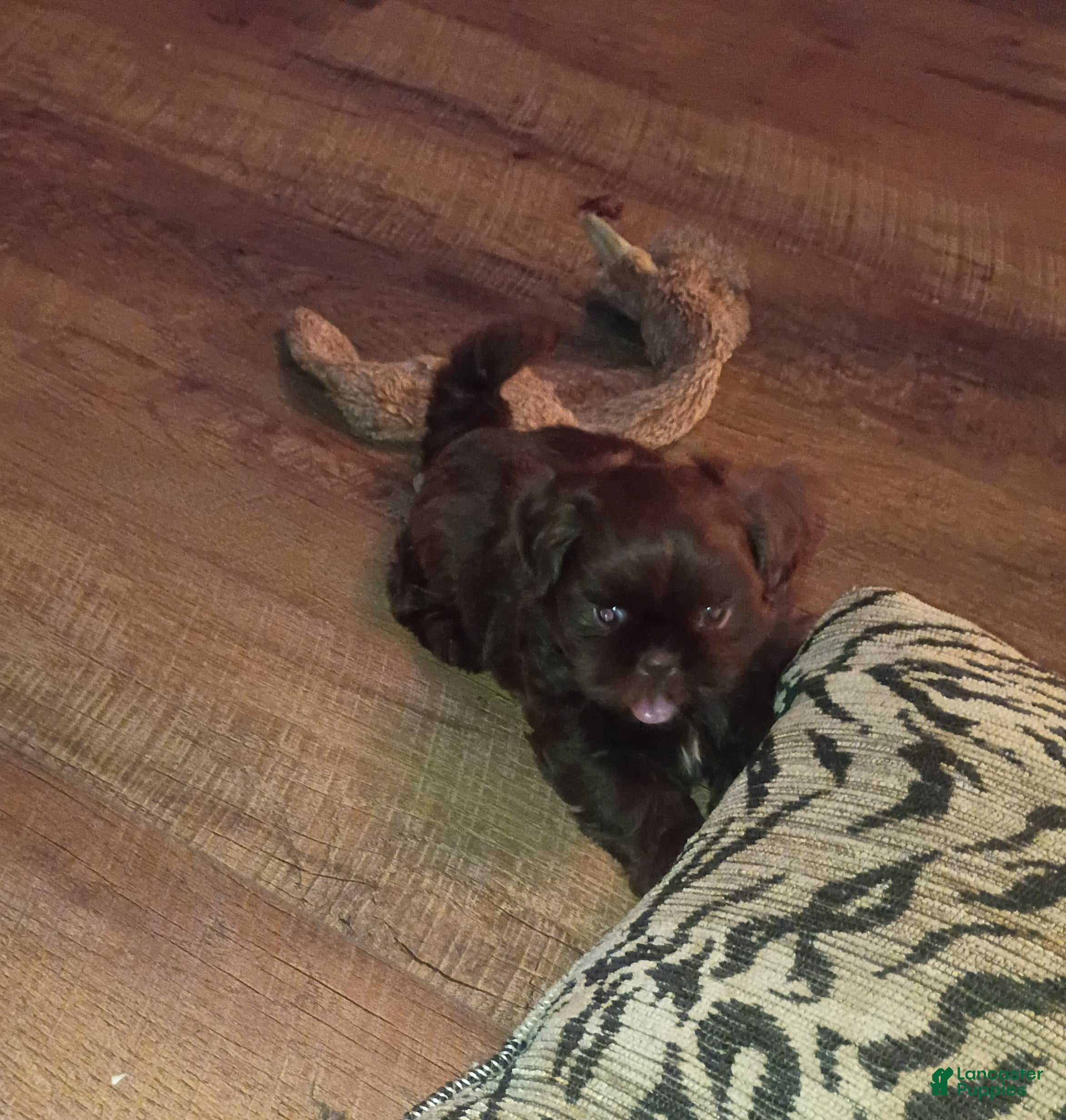 Shih Tzu