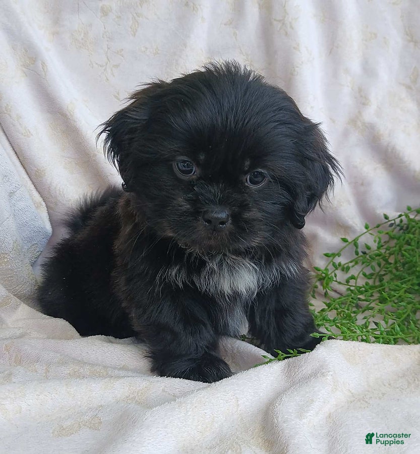 Teddy Bear dogs Bingo - Ad 2