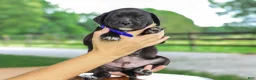 Mixed Breed dogs for sale: Yaden Jug Puppy  - Ad 5