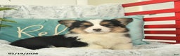 Welsh Corgi Pembroke dogs for sale: Hawk  - Ad 1
