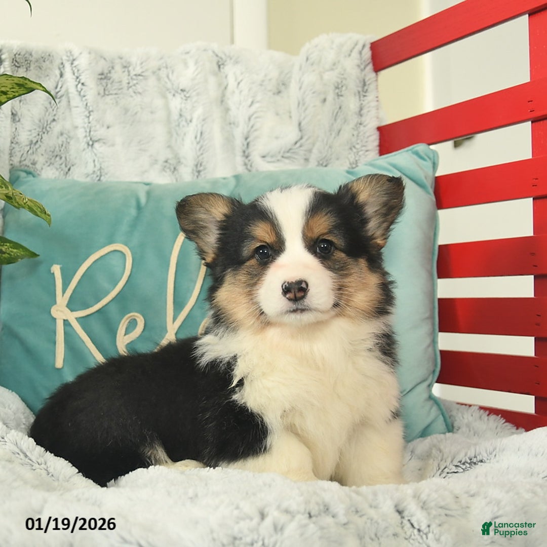 Welsh Corgi Pembroke dogs for sale: Hawk  - Ad 1