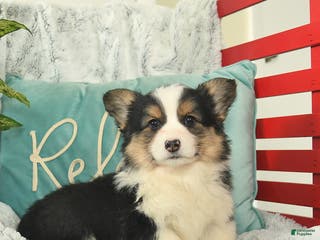 Welsh Corgi Pembroke dogs Hawk - Ad 7