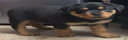 Rottweiler dogs for sale: Rottweiler 1 - Ad 6