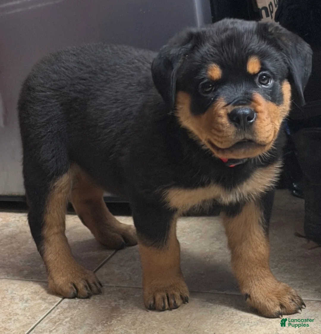 Rottweiler dogs for sale: Rottweiler Puppy Pink girl  - Ad 2