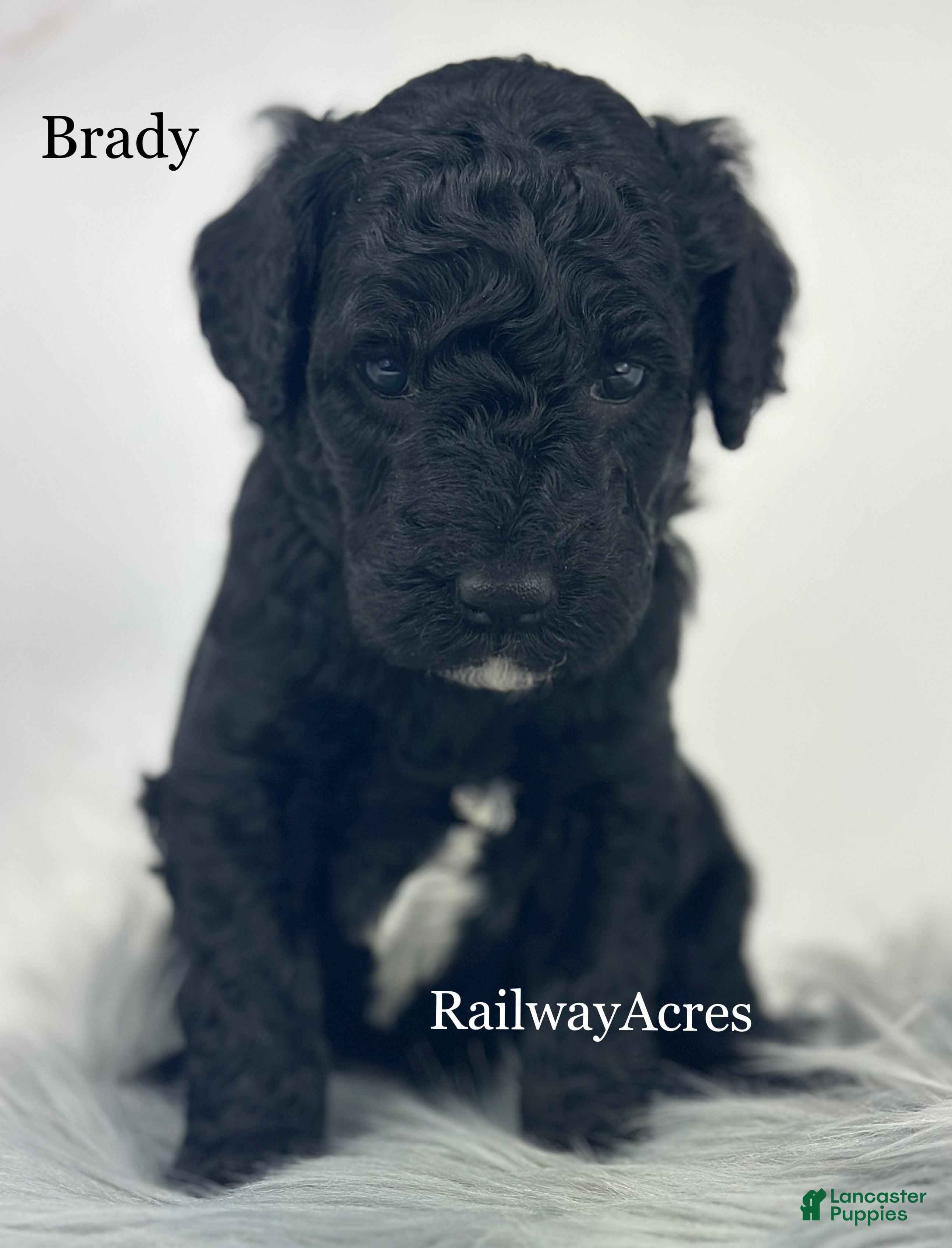 Mixed Breed dogs Brady - Ad 14