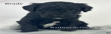 Brady