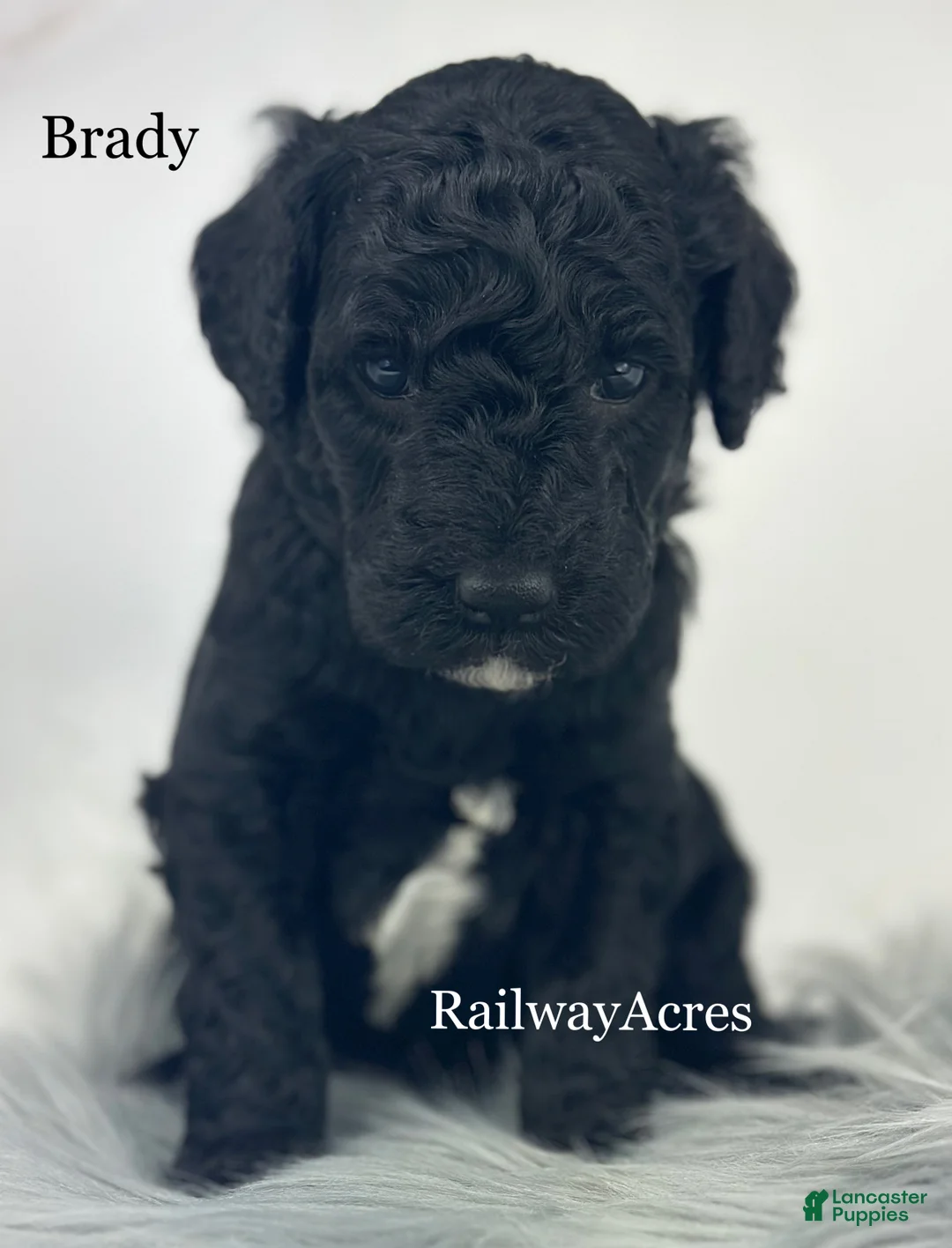 Mixed Breed dogs for sale: Brady - Ad 1