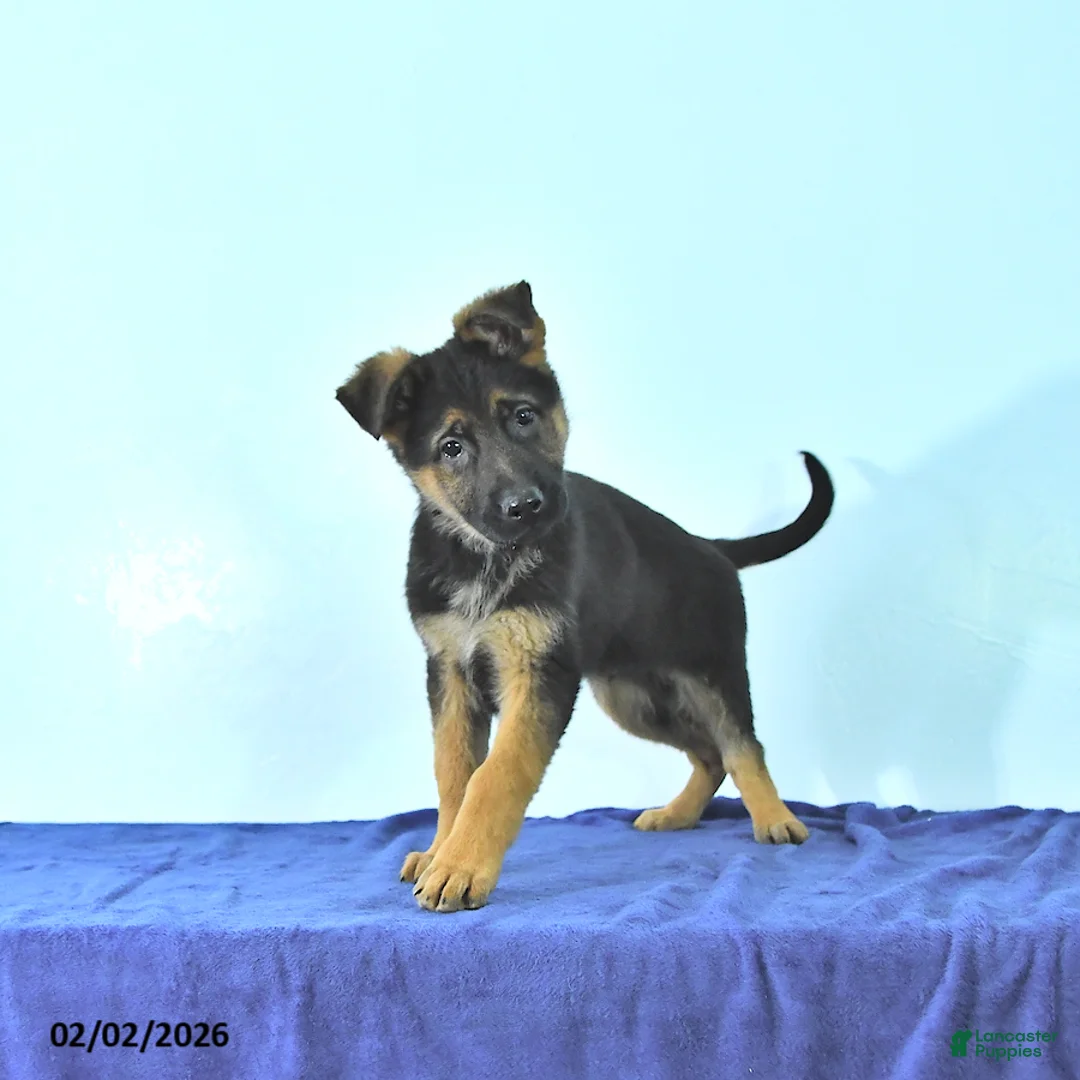 German Shepherd dogs for sale: Romer - Ad 2