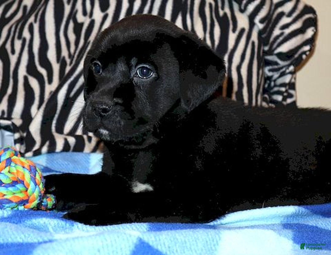 Mixed Breed dogs for sale: Harley  - Ad 2