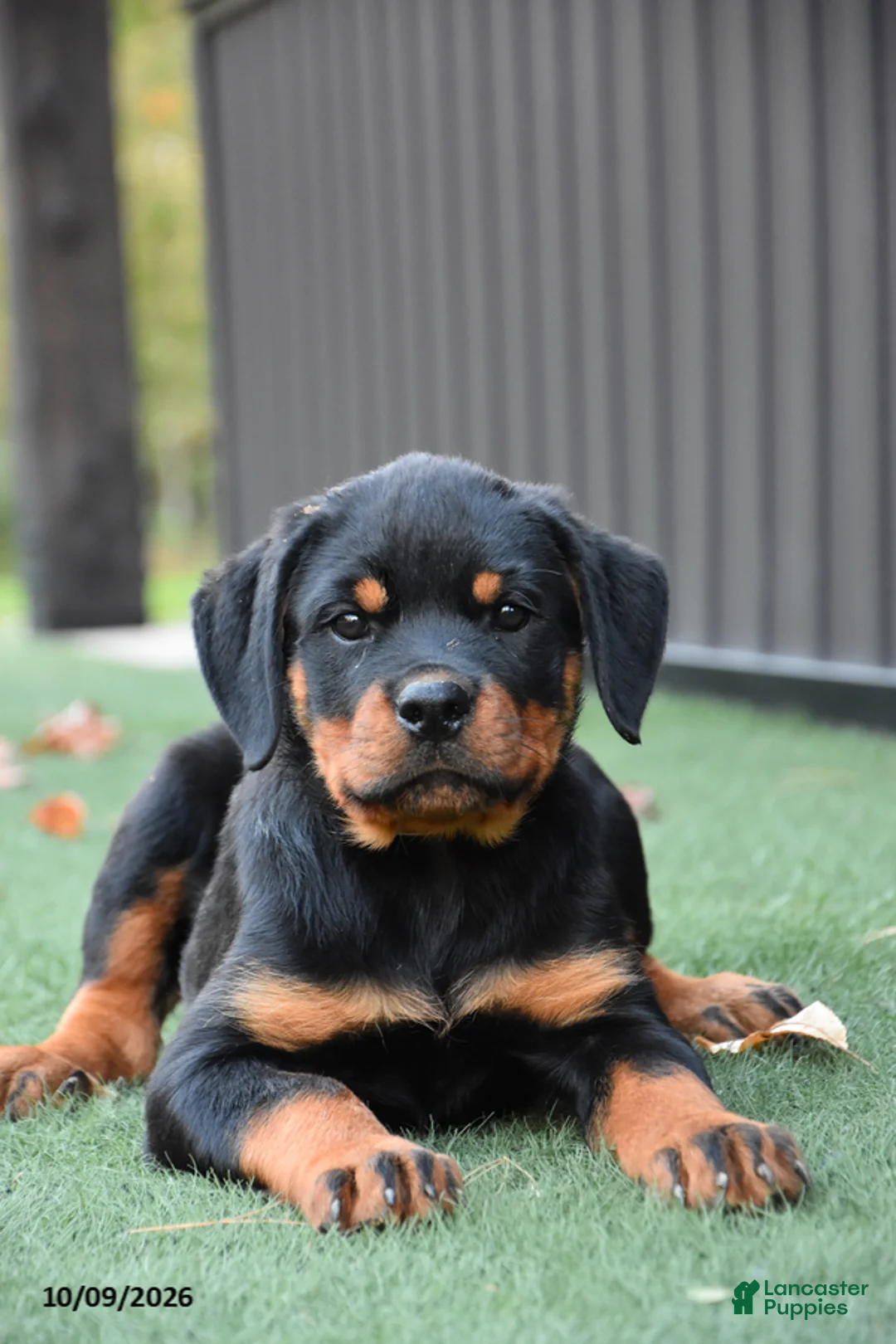 Rottweiler dogs for sale: Zara - Ad 1