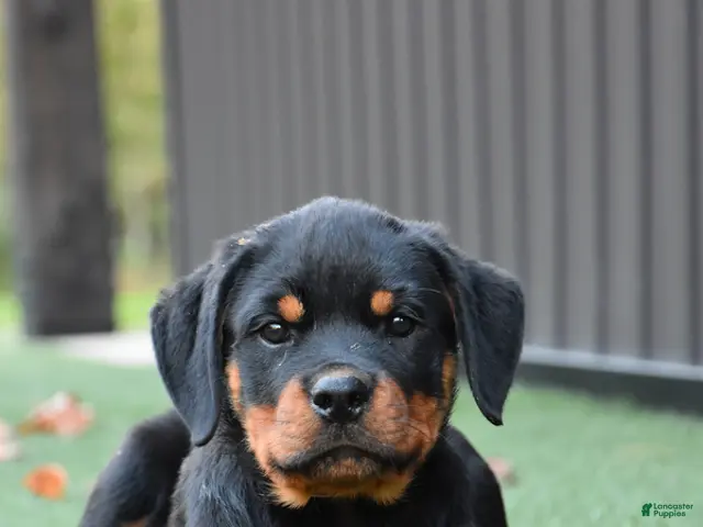 Rottweiler dogs for sale: Zara - Ad 1