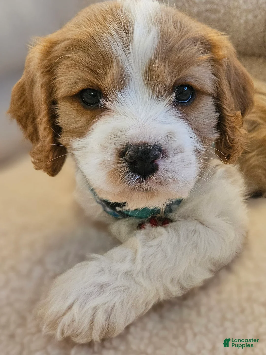 Gallery Image {{count}}