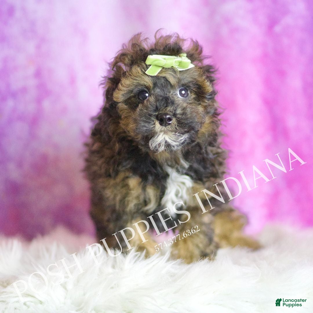 Toy Poodle dogs for sale: Moon - Ad 4