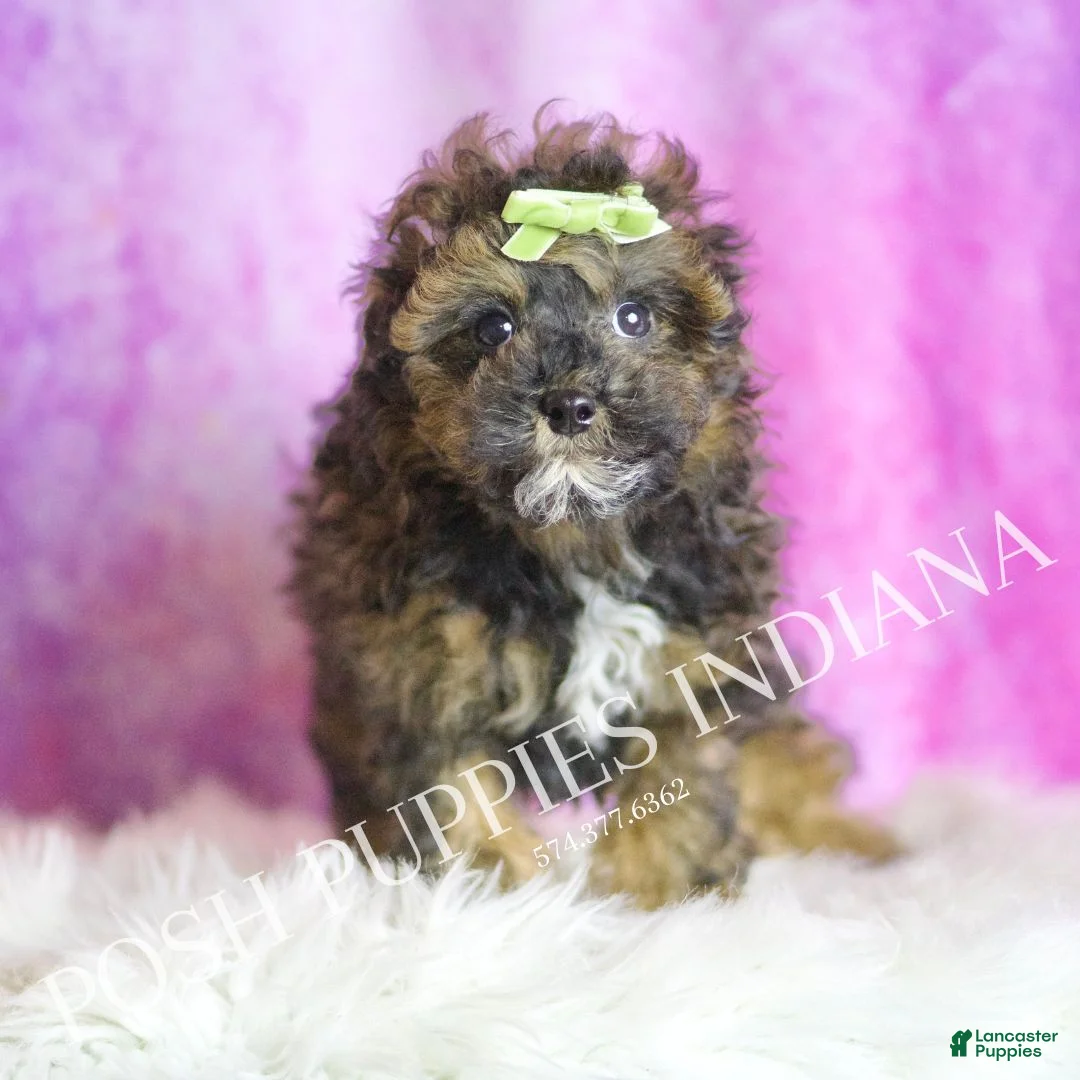 Toy Poodle dogs for sale: Moon - Ad 4