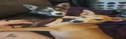 Mixed Breed dogs for sale: Sugar - Ad 15