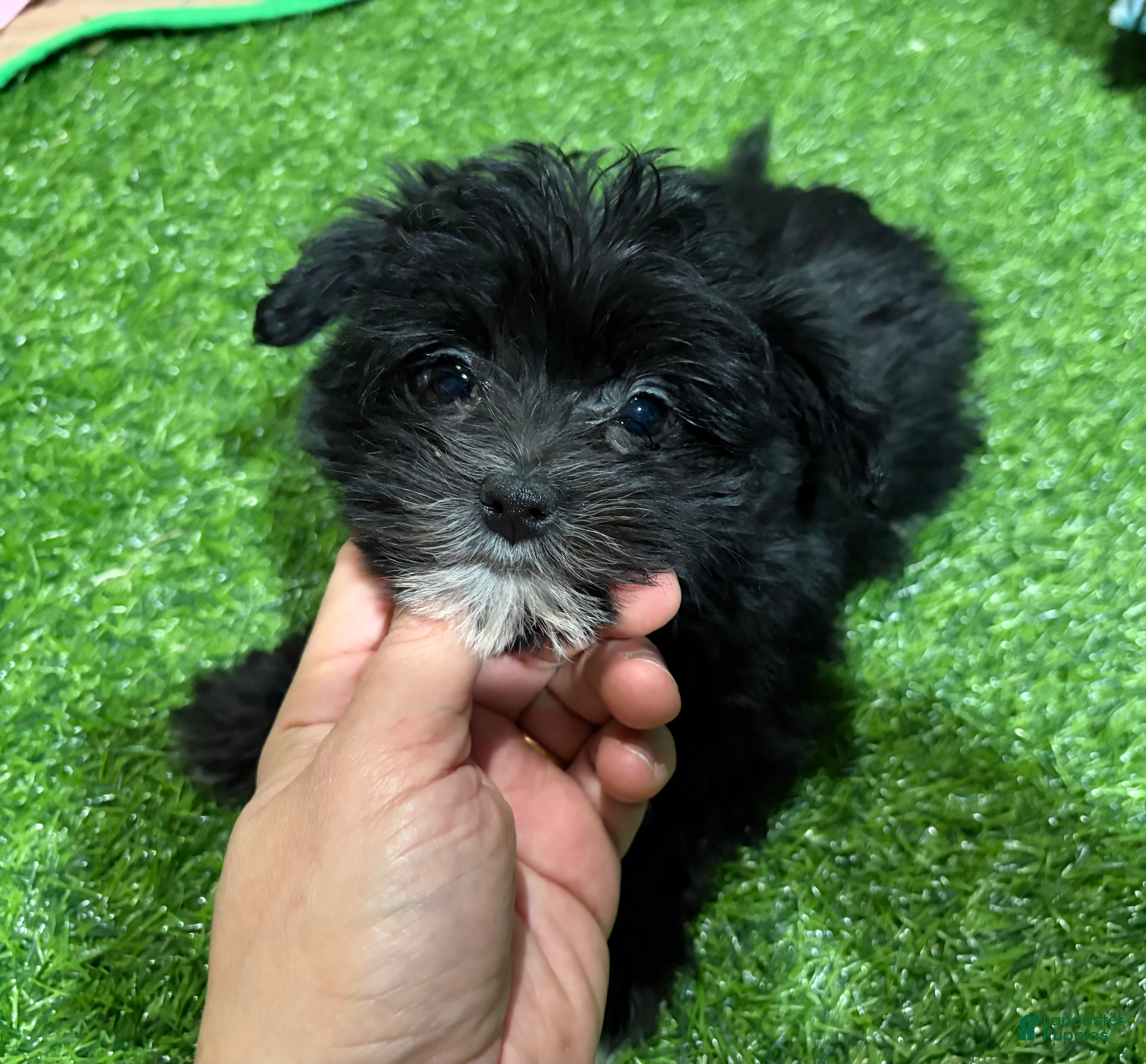 Morkie dogs Tara - Ad 12