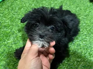 Morkie dogs Tara - Ad 12