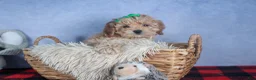 Cavapoo dogs for sale: FRANKIE - Ad 6