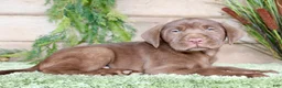 Labrador Retriever dogs for sale: Peanut  - Ad 4