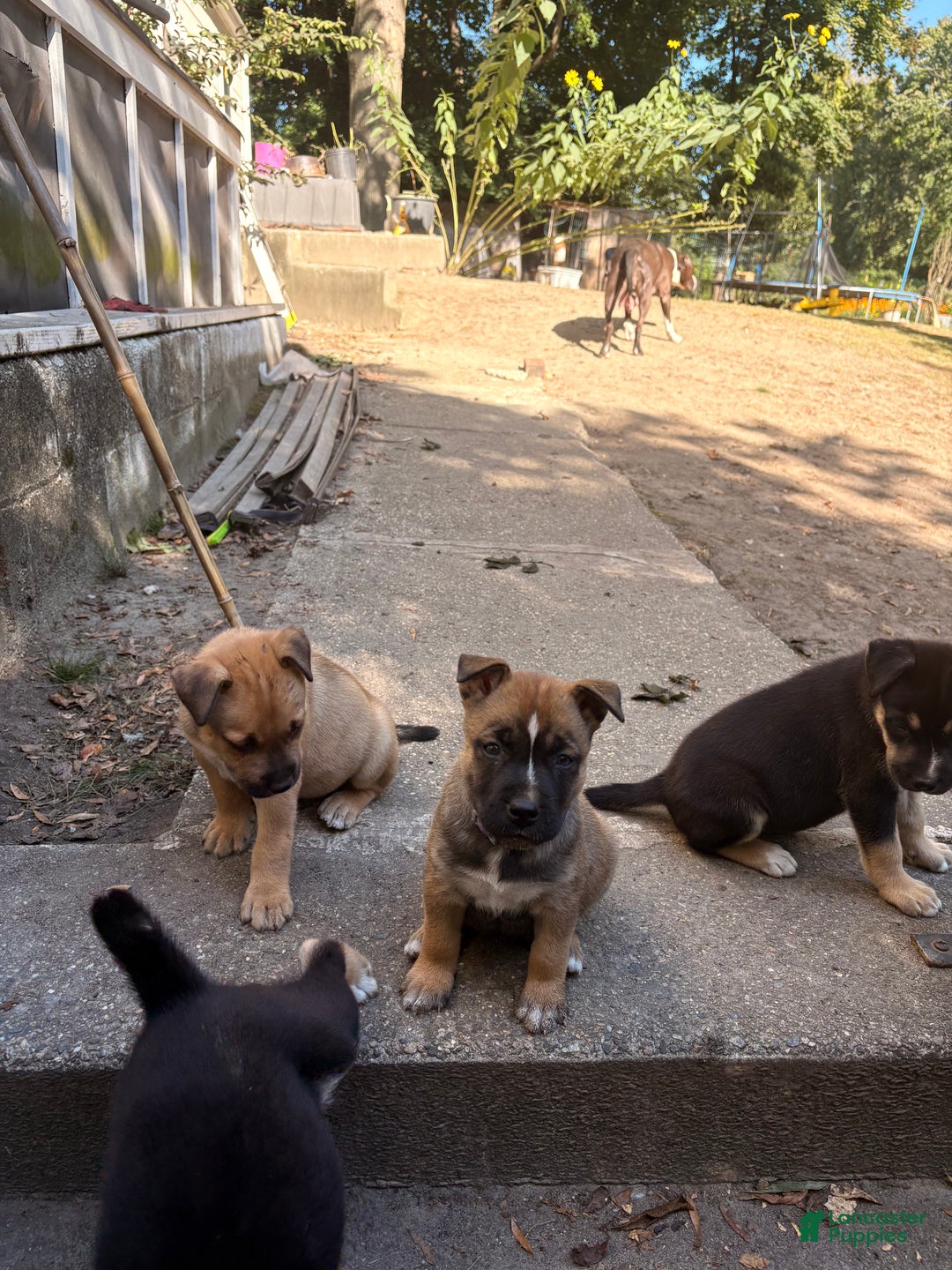 Mixed Breed dogs for sale: Bear - Ad 8