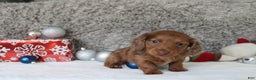 Miniature Dachshund dogs for sale: Shepard - Ad 2