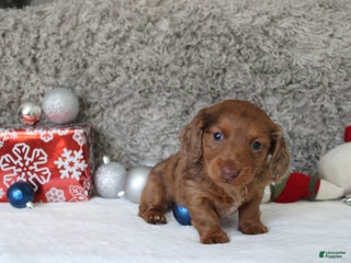 Miniature Dachshund dogs Shepard - Ad 22