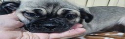 Pug dogs for sale: Pug Puppy 1 - Ad 4