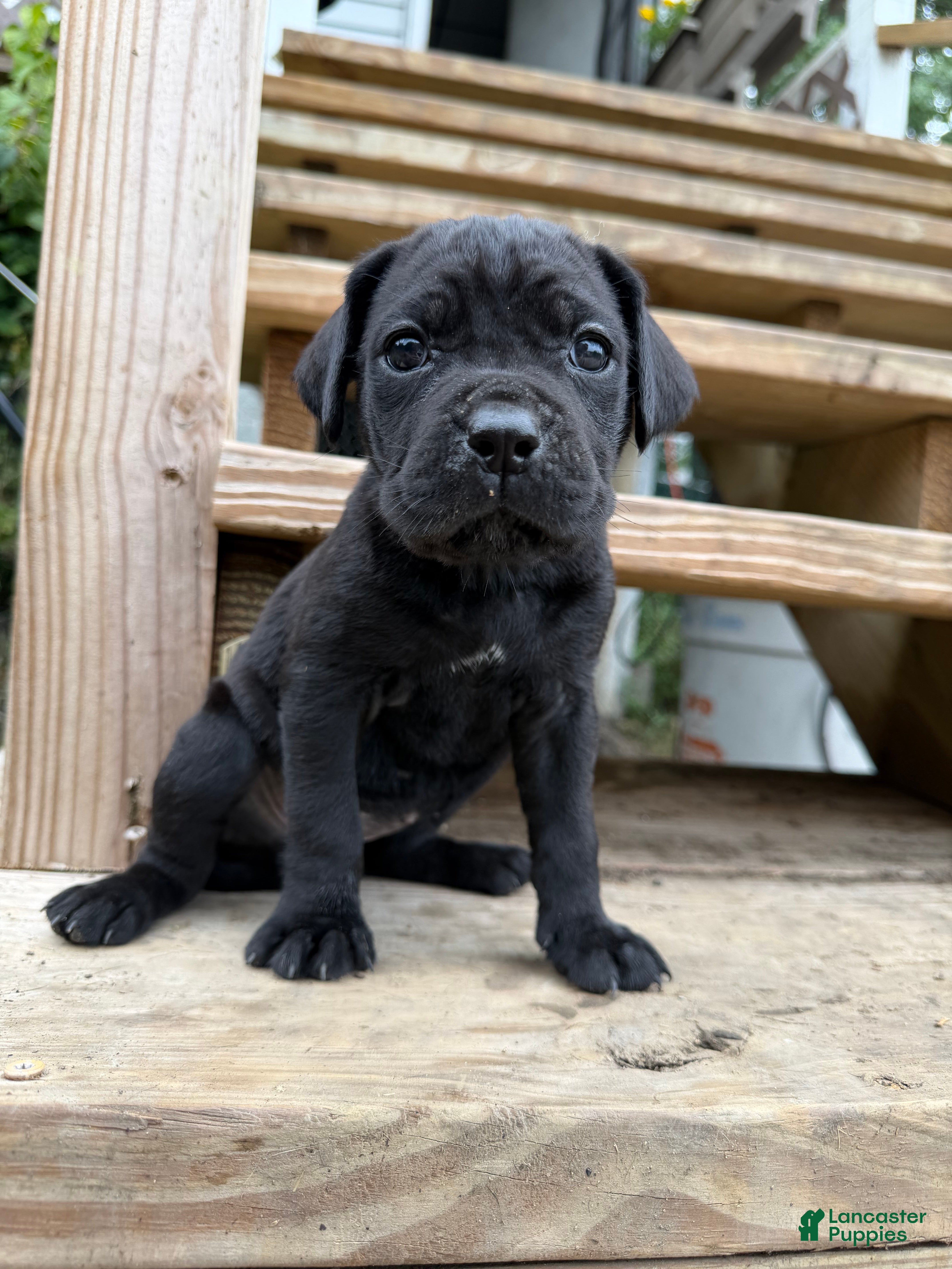 Cane Corso dogs Girl 5 - Ad 2