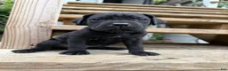 Cane Corso dogs for sale: Boy 4 - Ad 15