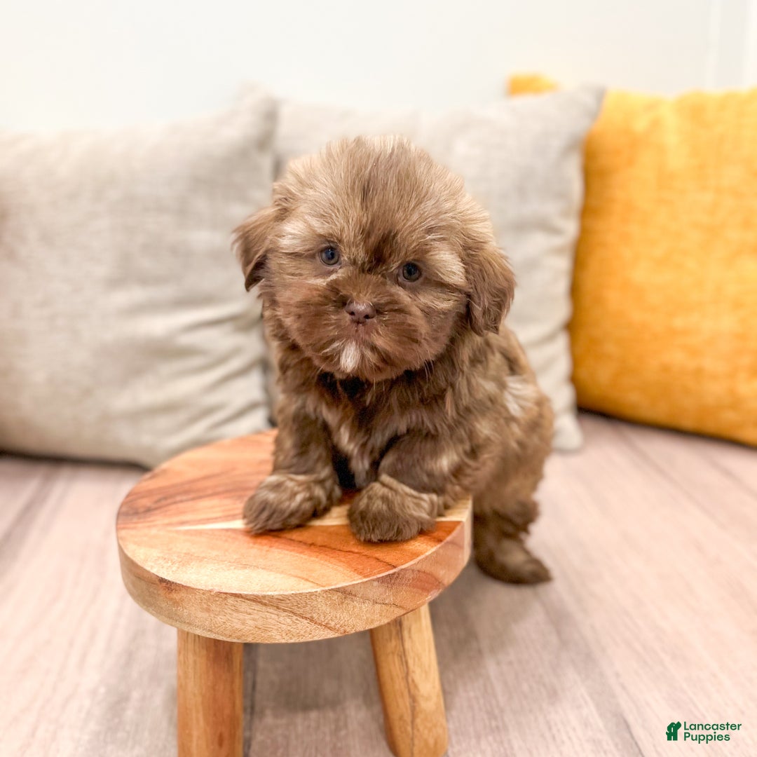 Shih Tzu dogs for sale: Skye - Ad 3