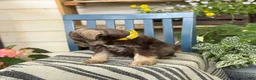 Miniature Schnauzer dogs for sale: Smokey - Ad 14