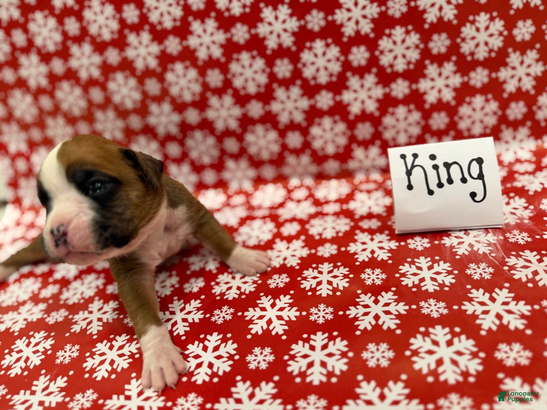 Boxer dogs for sale: King - Ad 3