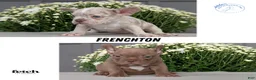 Frenchton dogs for sale: Shiloh - Ad 9