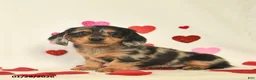 Miniature Dachshund dogs for sale: Oreo  - Ad 2