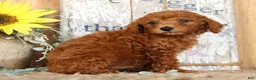 Miniature Poodle dogs for sale: Nash - Ad 5