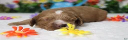 Cockapoo dogs for sale: Pistachio  - Ad 2