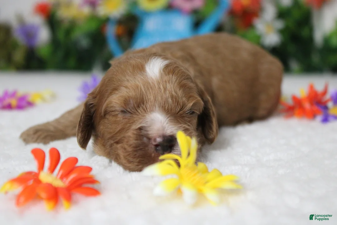 Cockapoo dogs for sale: Pistachio  - Ad 2