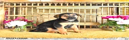 Golden Shepherd dogs for sale: Ruby - Ad 10