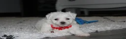 Bichon Frise dogs for sale: ❤️Jojo❤️ - Ad 5