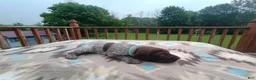 German Shorthaired Pointer dogs for sale: German Shorthaired Pointer Remi - Ad 6