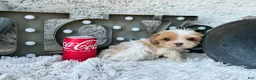 Cavapoo dogs for sale: Acorn - Ad 6