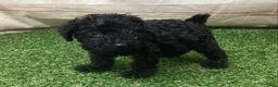 Kerry Blue Terrier dogs for sale: Paris - Ad 1