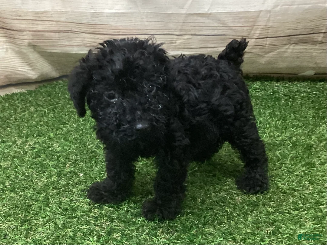 Kerry Blue Terrier dogs for sale: Paris - Ad 1